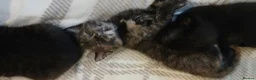 Mixed Breed cats for sale: Ready from 23rd Oct  - Advert 5