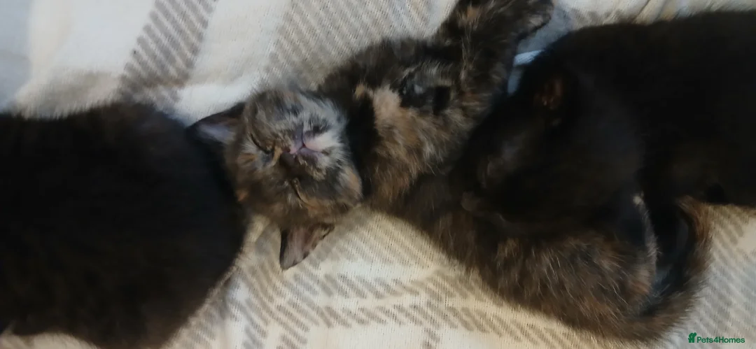 Mixed Breed cats for sale: Ready from 23rd Oct  - Advert 5