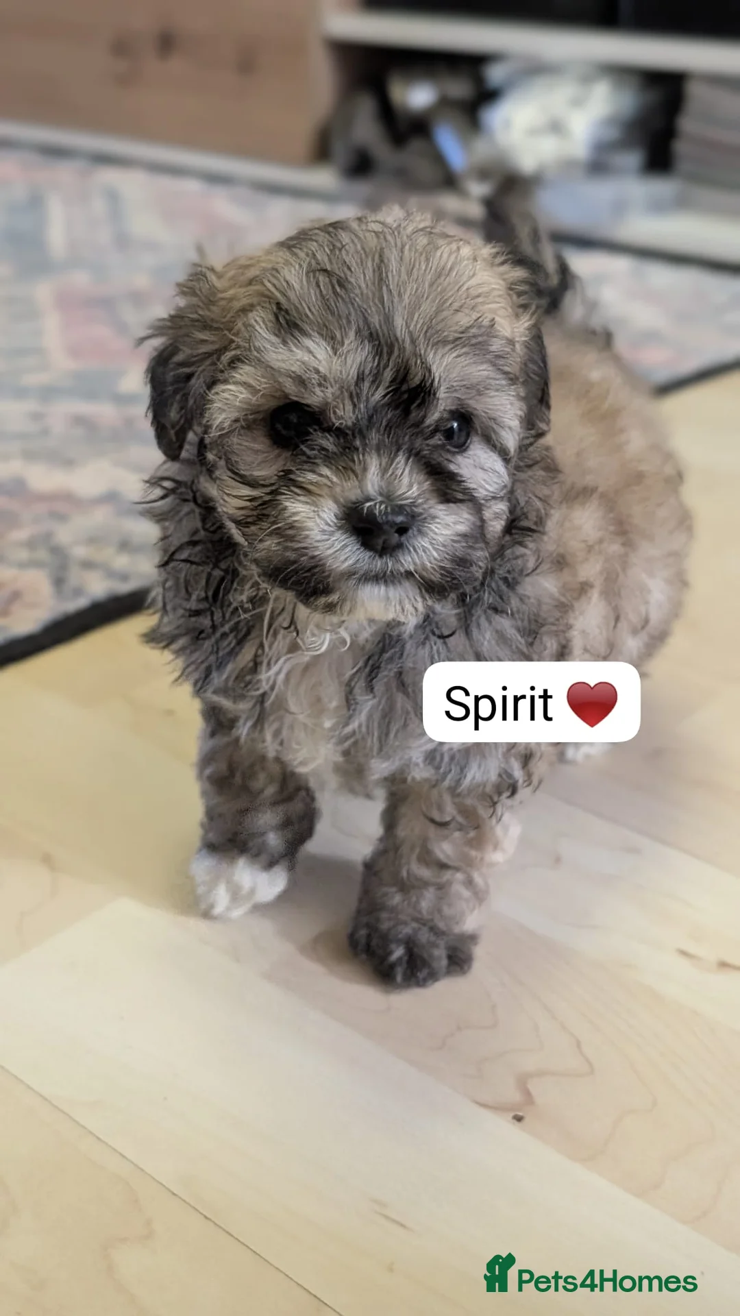 Chipoo dogs for sale: Chipoo Puppies - Advert 39