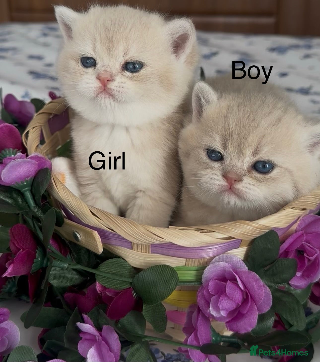 British Shorthair cats Gorgeous fur babies 😻 - Advert 1