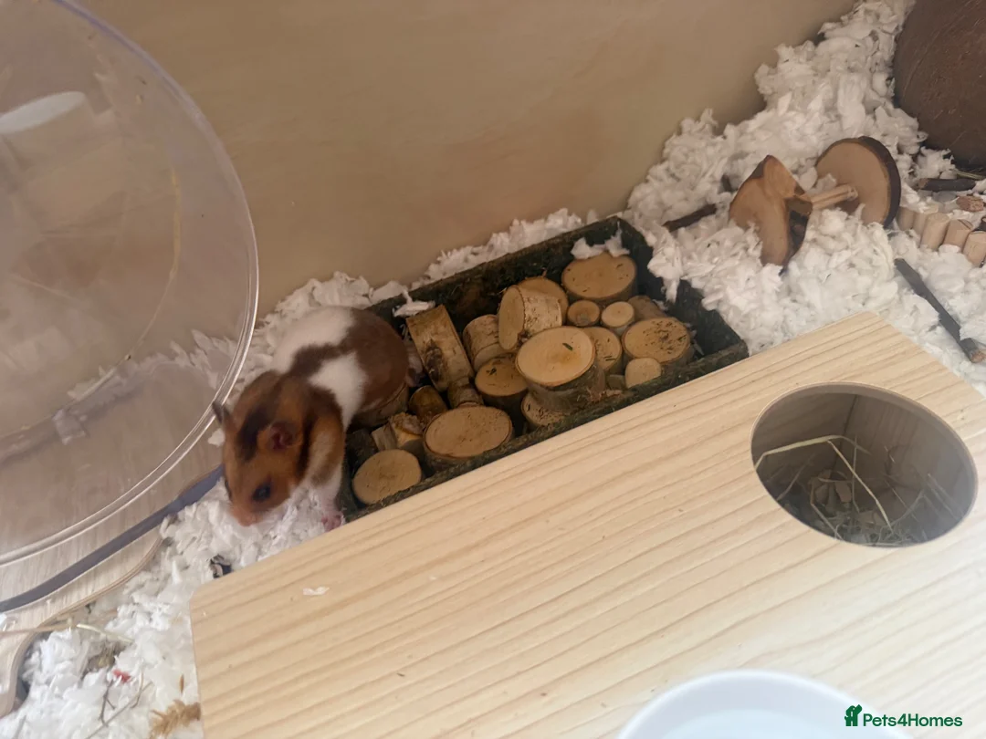 Hamster rodents for sale: Female Syrian Hamster with Cage and Accessories  in Bradford - Advert 4