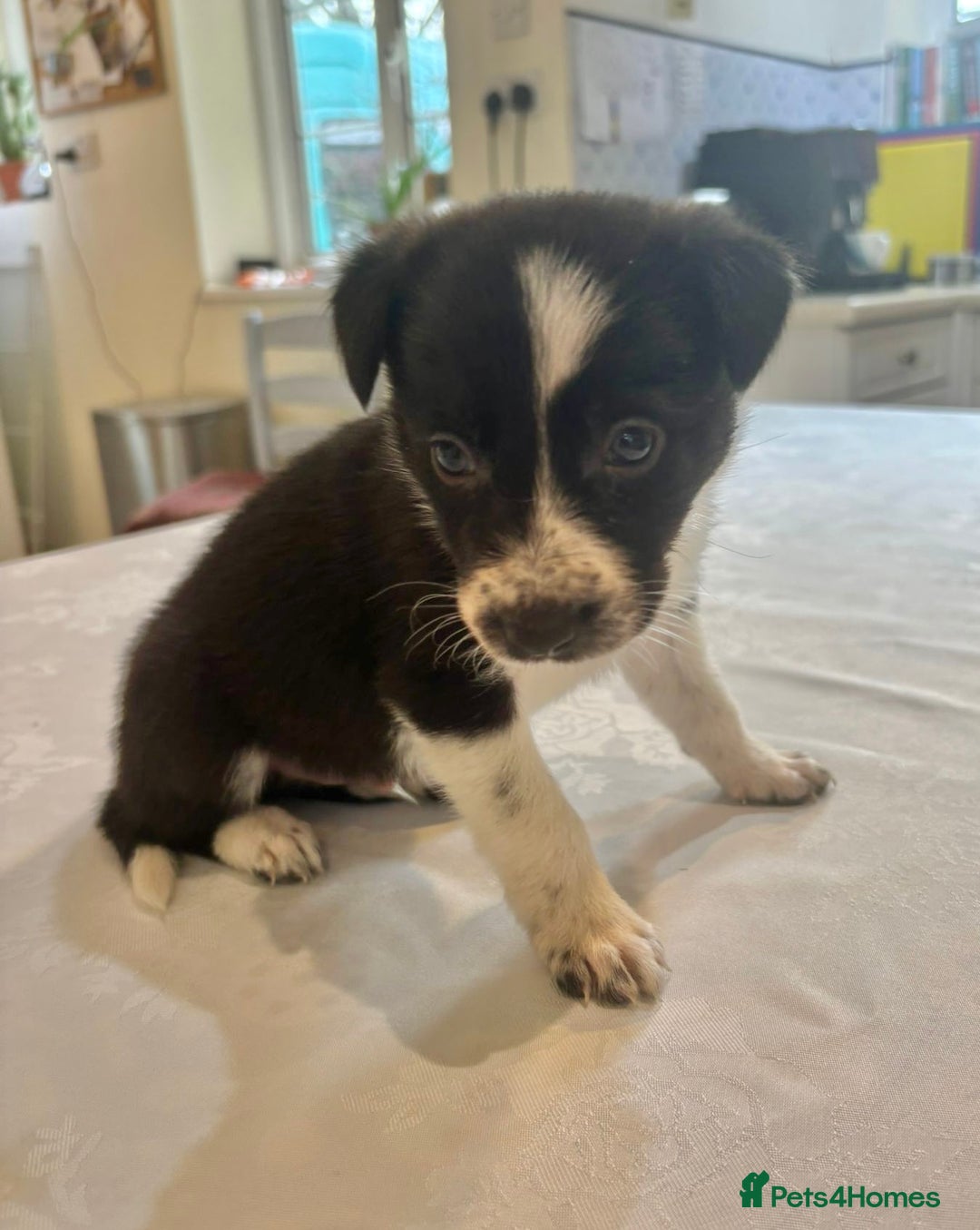 Border Collie dogs for sale: Border Collie pups for sale - Advert 7