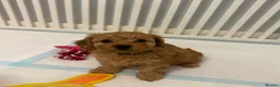 Mixed Breed dogs for sale: Adorable Cavapoo Puppies - One boy left! - Advert 4