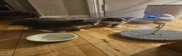 Mixed Breed cats for sale: Fluffy kitten - Advert 5