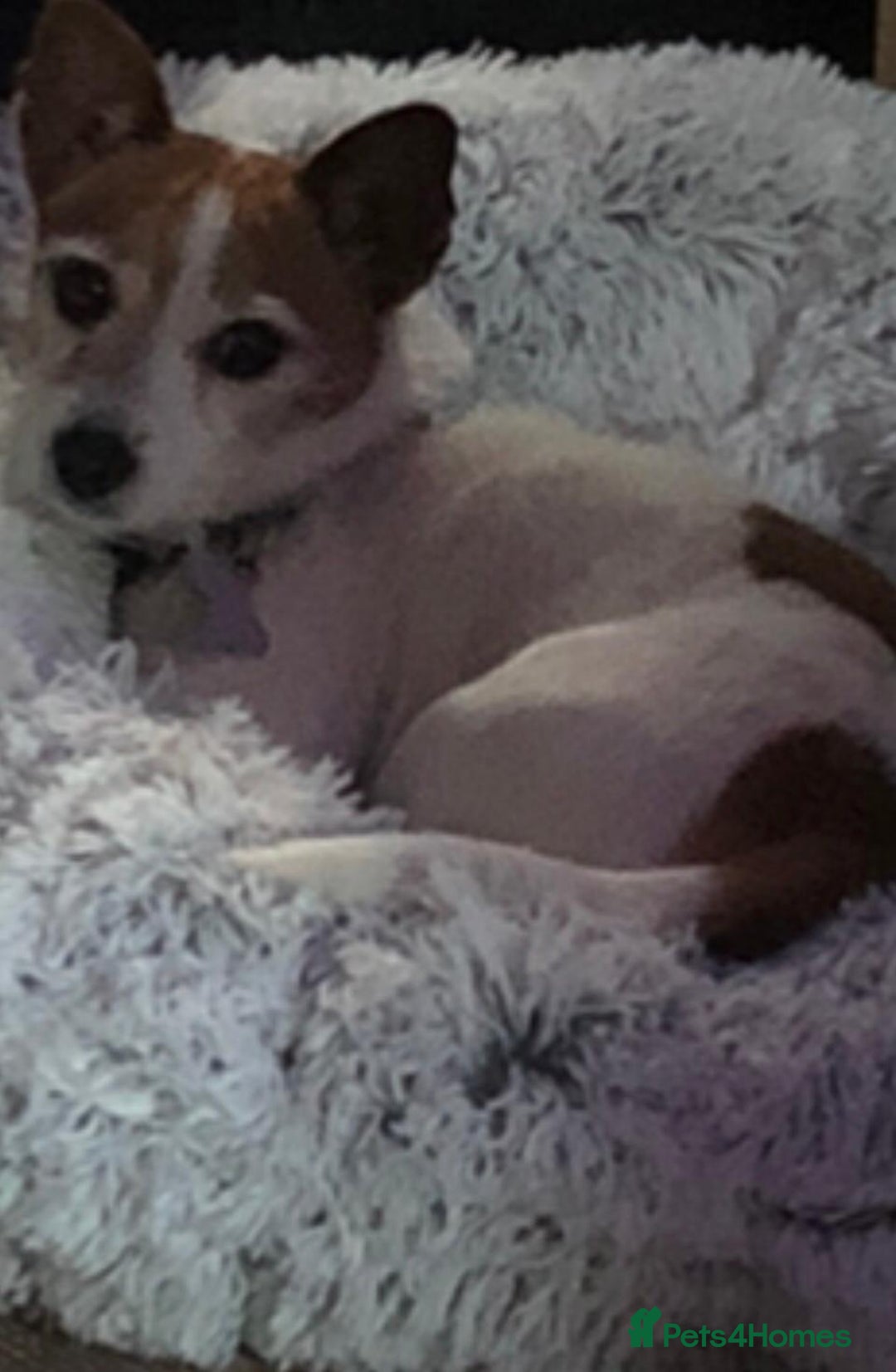 Mixed Breed dogs for sale: Free  - Advert 8