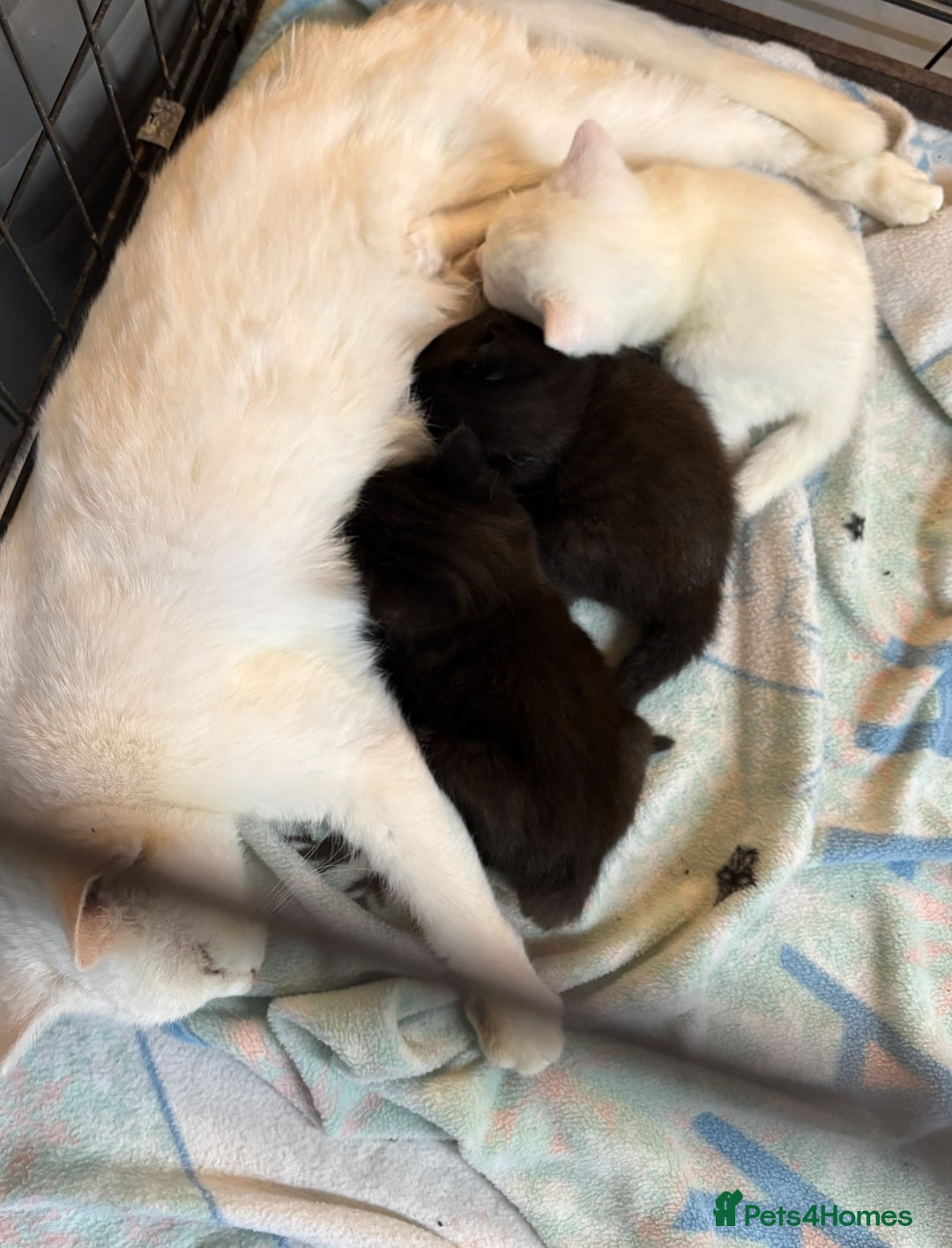 Mixed Breed cats for sale: Adorable Kittens for Sale - Advert 2