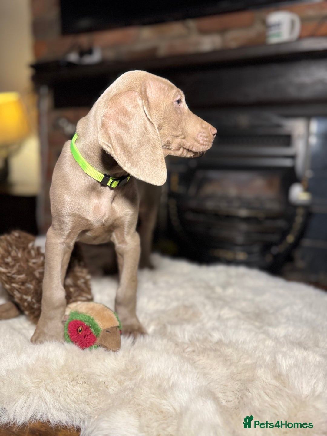 Weimaraner dogs for sale: ✨READY NOW✨ LAST FEW GIRLS✨ KC Reg Pups  ✨ - Advert 14