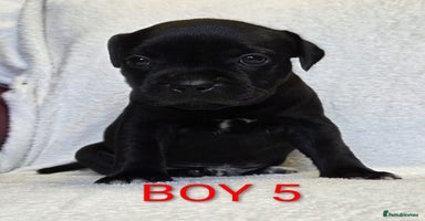 Staffordshire Bull Terrier dogs - Advert 10