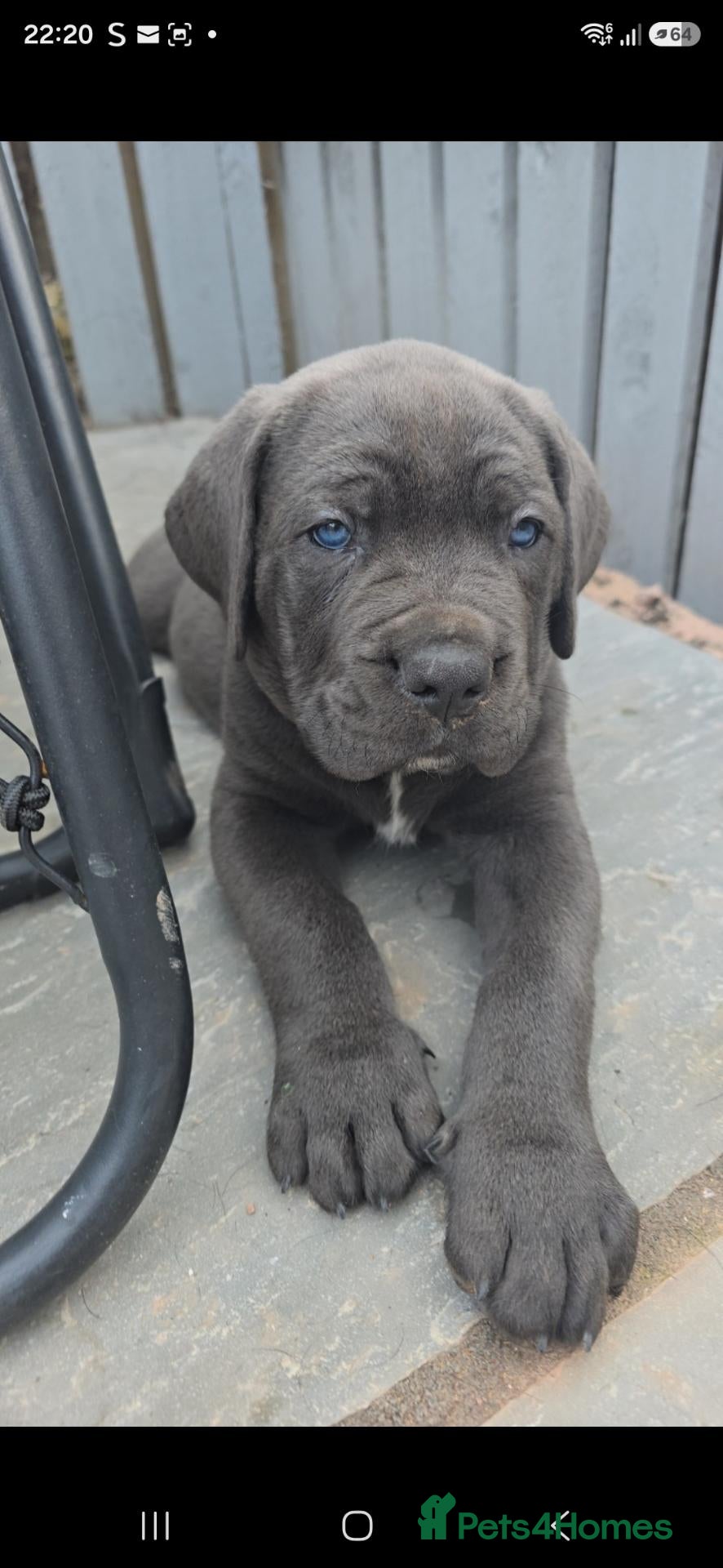 Cane Corso dogs STUNNING CANE CORSO PUPPIES-ONLY 3 AVAILABLE ❤️🐾 - Advert 13