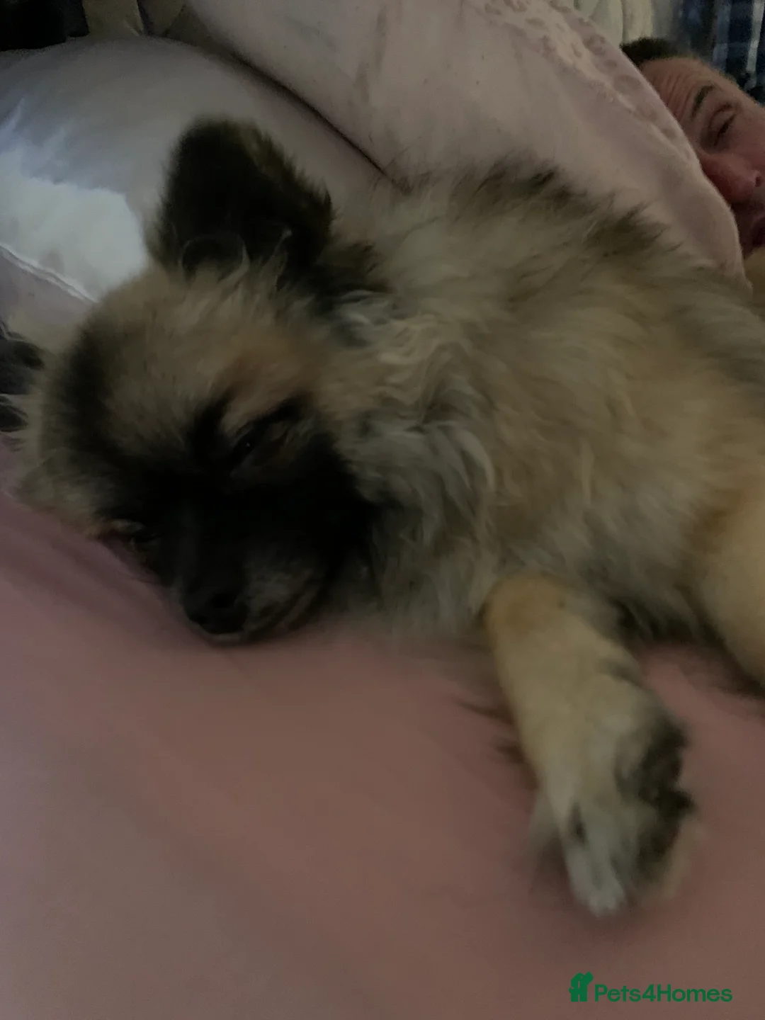 Pomeranian dogs for stud: 2kg, KC Registered, Proven, Pomeranian  in Cardiff - Advert 3