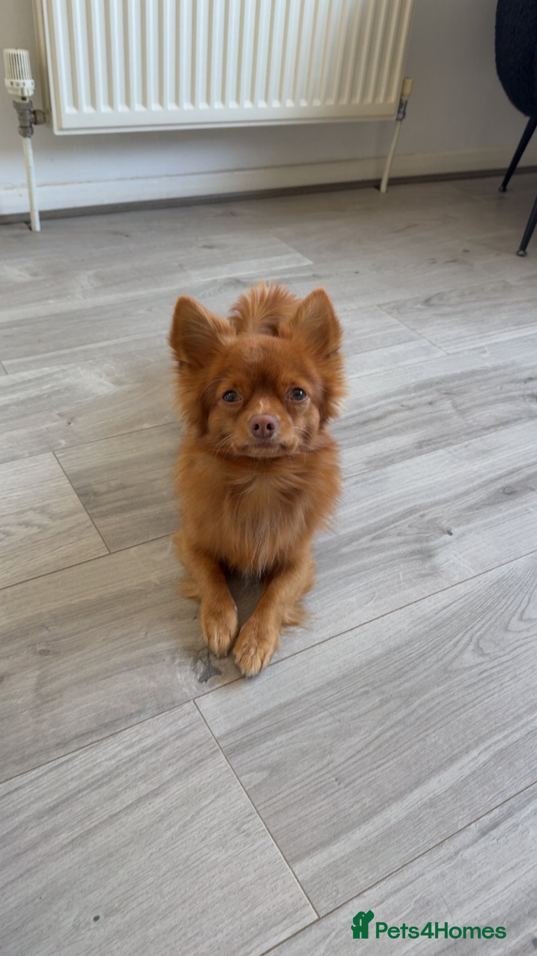 Chihuahua dogs for stud: Red long haired chihuahua for STUD - Advert 6