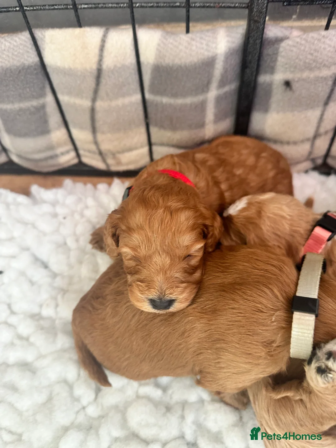 Toy Poodle dogs for stud: Gorgeous Red Toy Poodle KG REG & Health tested  - Advert 12
