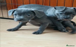 Mixed Breed dogs for sale: Pretty little girls  - Image 10