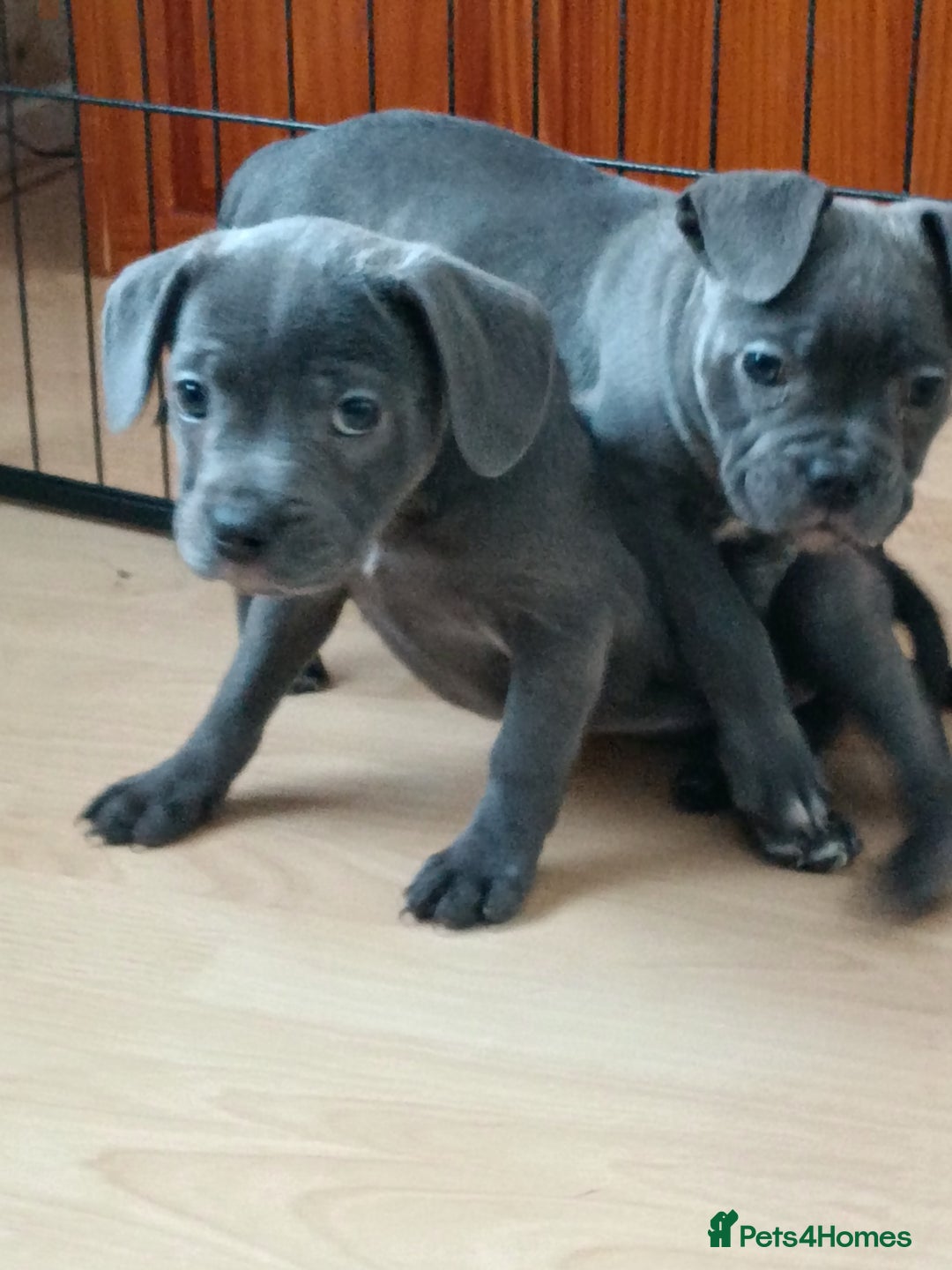 Mixed Breed dogs for sale: Pretty little girls  - Image 10