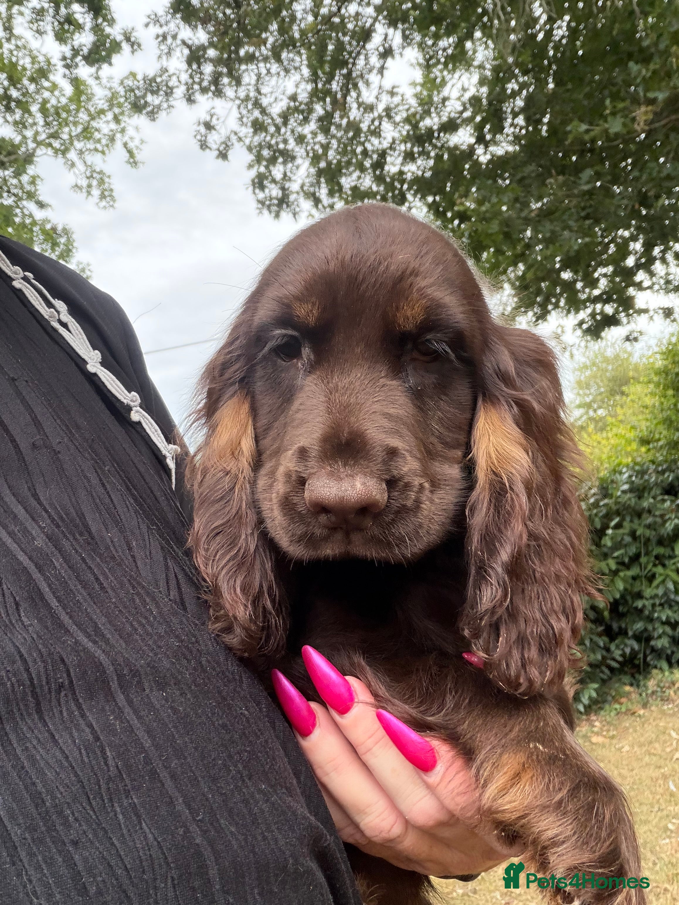 Cocker Spaniel dogs Chocolate Show type cocker spaniels  - Advert 8