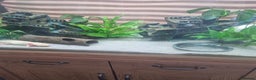 Axolotl reptiles for sale: For Rehoming: 5yr Female Golden Albino Axylotyl - Advert 3