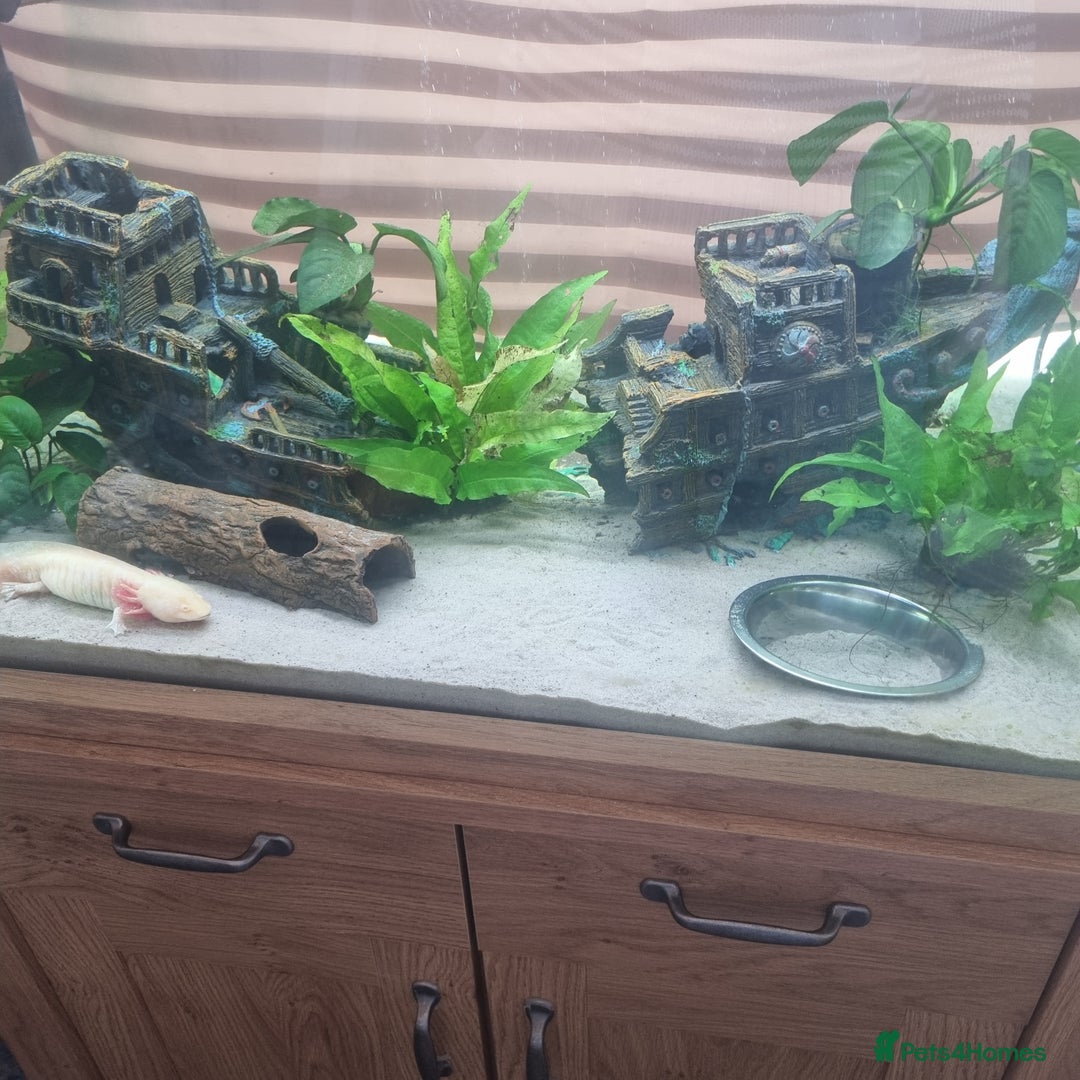 Axolotl reptiles for sale: For Rehoming: 5yr Female Golden Albino Axylotyl - Advert 3