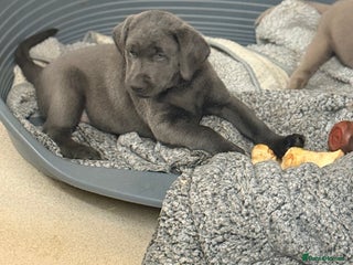 Labrador Retriever dogs - Advert 5