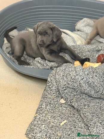 Labrador Retriever dogs - Advert 1