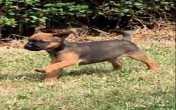 Border Terrier dogs for sale: Champion Bred, For health and temperament  - Image 26