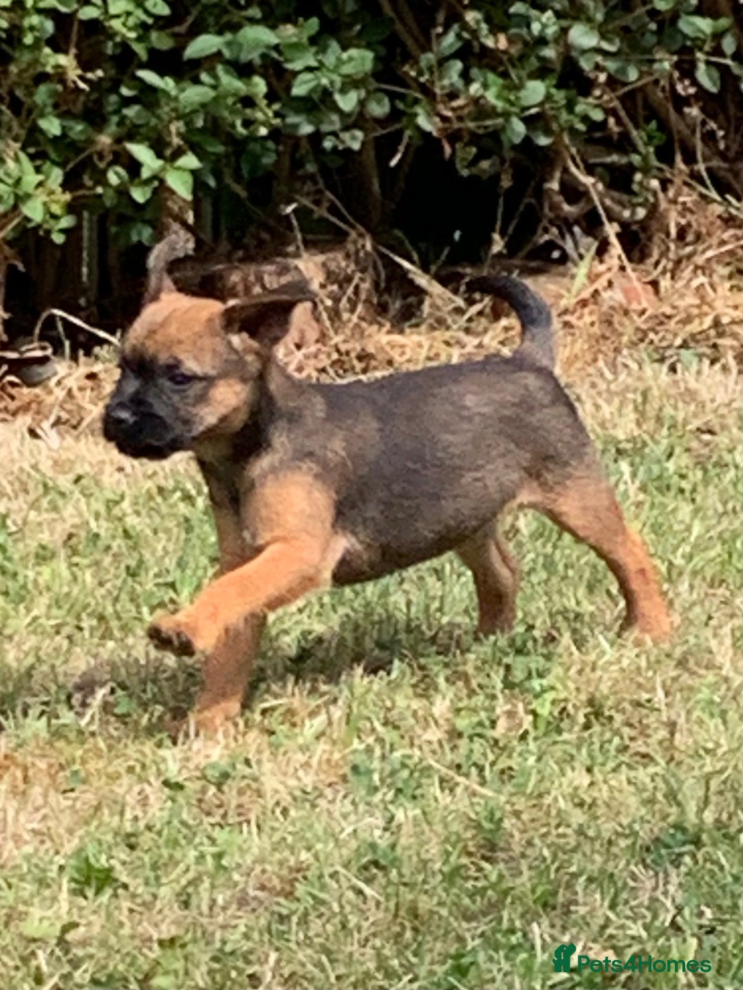 Border Terrier dogs for sale: Champion Bred, For health and temperament  - Image 26