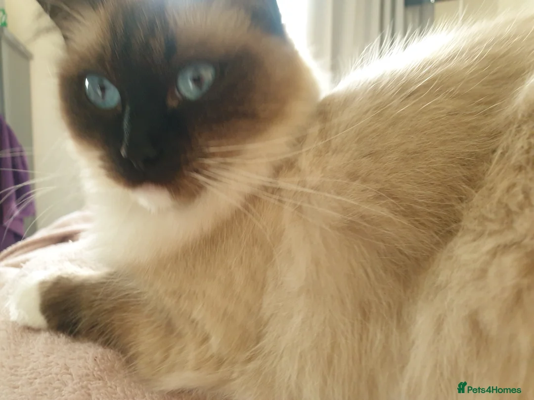 Ragdoll cats for sale: Female ragdoll - Advert 2