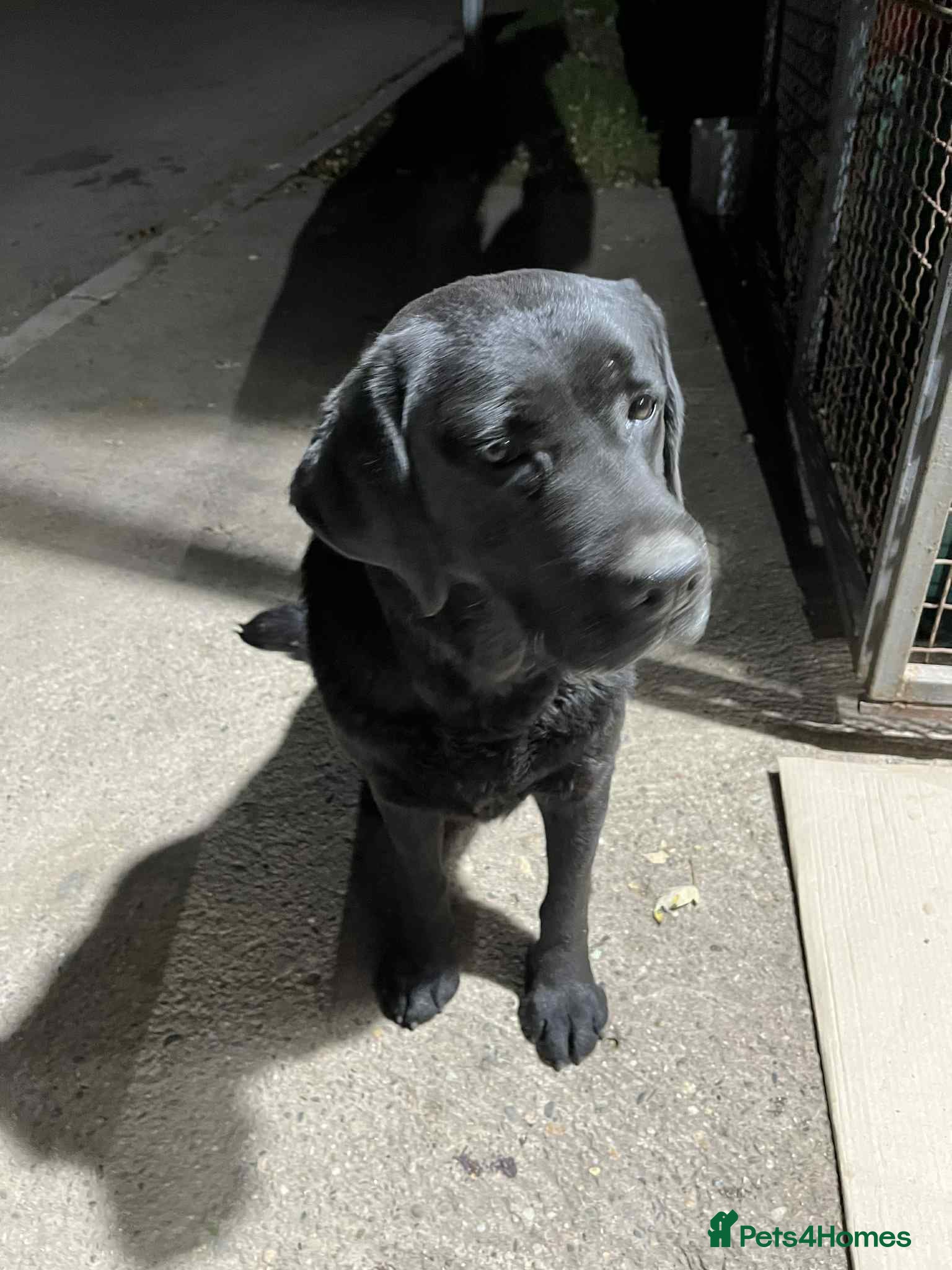Labrador Retriever dogs Aria! - Advert 1