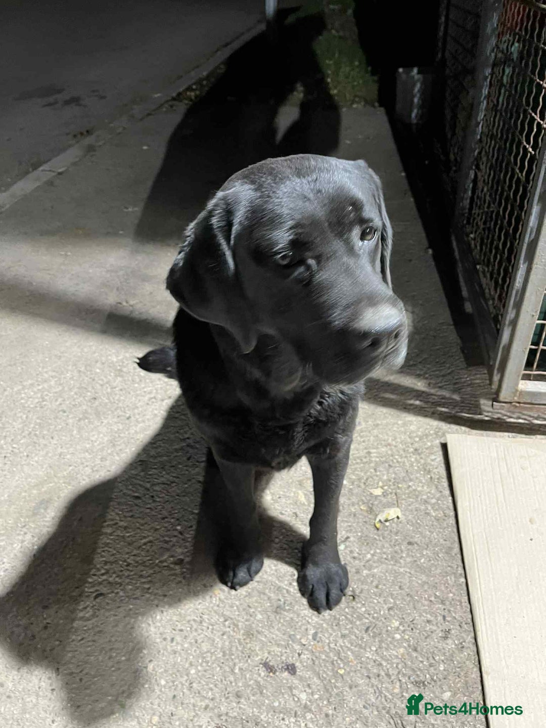 Labrador Retriever dogs for adoption: Aria! - Advert 1