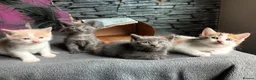British Shorthair cats for sale: 4 beautiful kittens in Sheffield - Advert 7