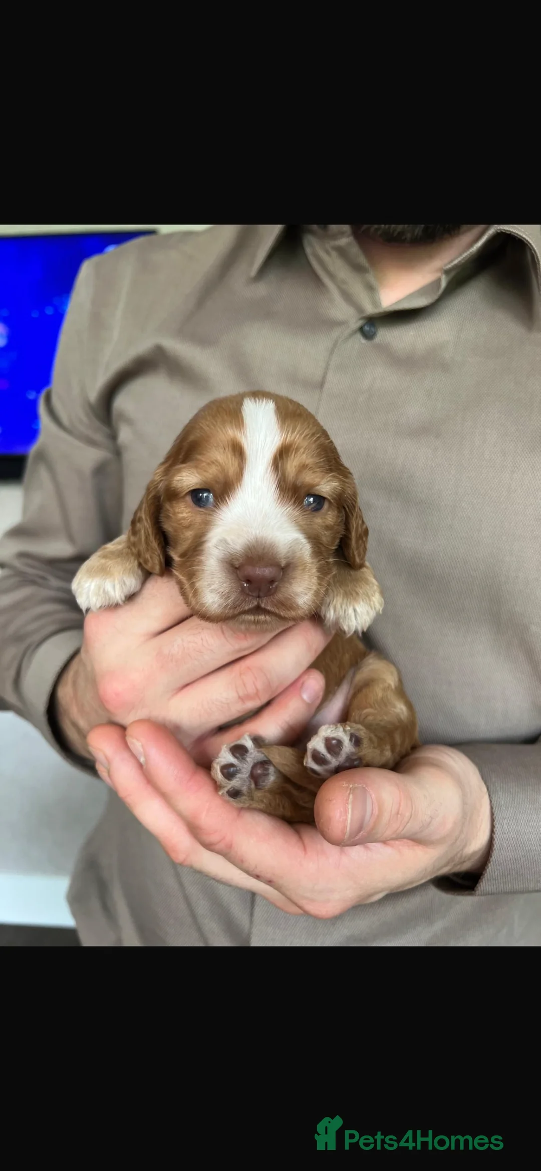 Cocker Spaniel dogs for stud: 2 PROVEN/HEALTH CLEAR KC Show Cocker Spaniels Stud in Shildon - Advert 22