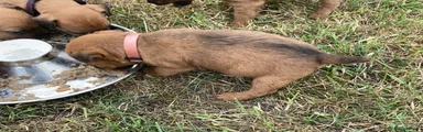 Lakeland Terrier 2
