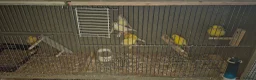 Canaries birds for sale: Mixed canaries in Northwich - Advert 5