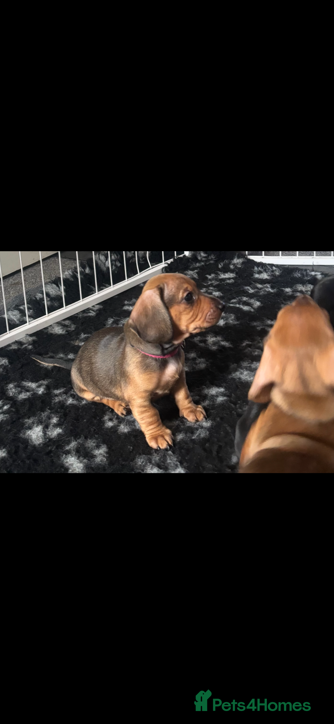 Dachshund dogs for sale: Beautiful dachshund girl left (fully vaccinated) - Advert 25