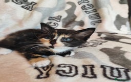 Domestic Shorthair cats for sale: Adorable kittens for sale - Image 7
