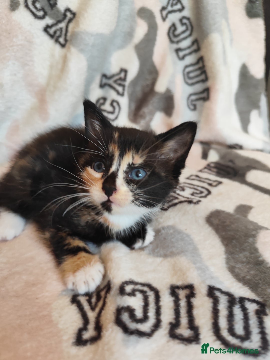 Domestic Shorthair cats for sale: Adorable kittens for sale - Image 7