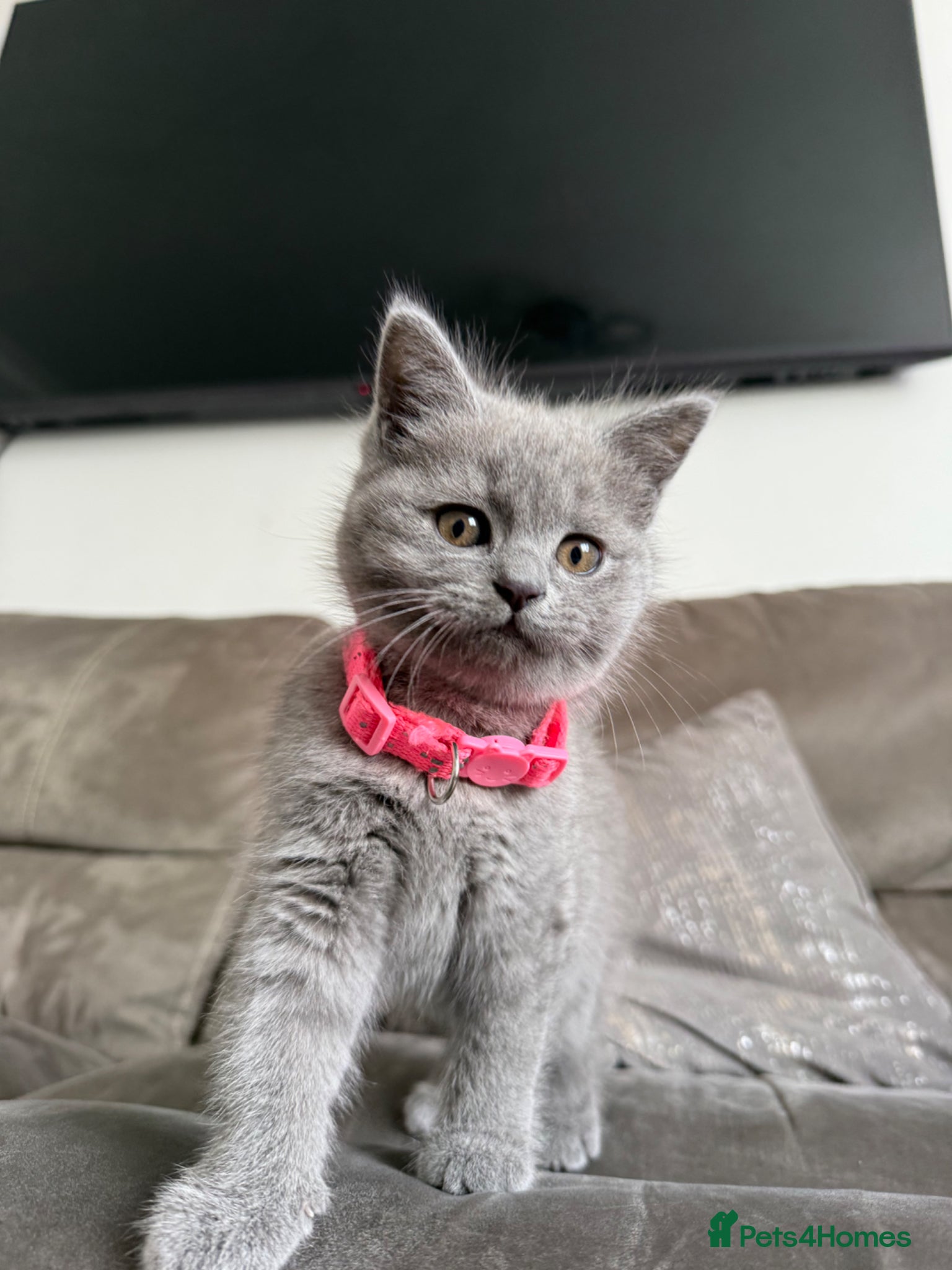 British Shorthair cats Beautiful female British SH last of the litter!  - Advert 1