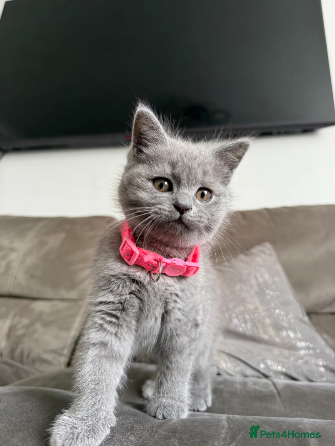 British Shorthair cats for sale: Beautiful female British SH last of the litter!  - Advert 1
