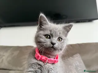 British Shorthair cats Beautiful female British SH last of the litter! - Advert 4