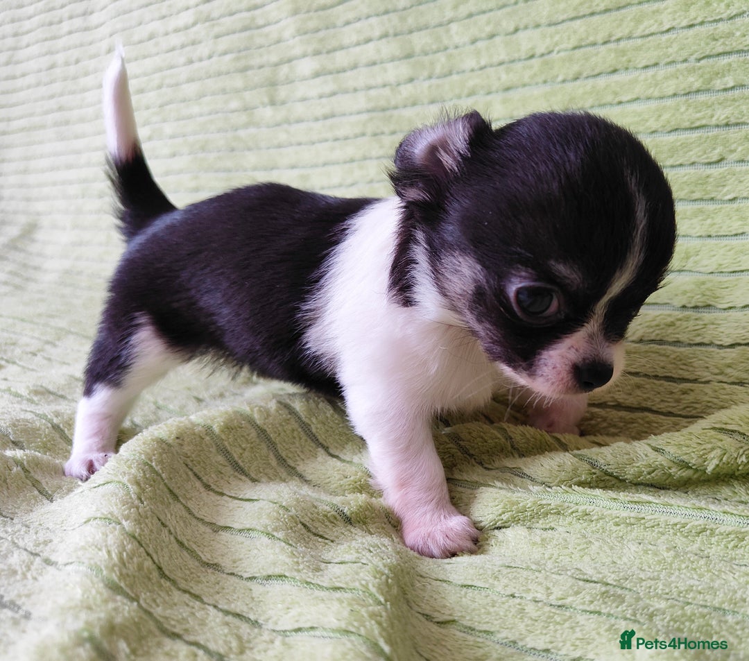 Chihuahua dogs for sale: Amazing Quality Long Coat Chihuahua puppies - Image 22