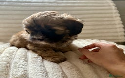Lhasapoo dogs for sale: F2 Lhasapoo puppies - Image 5
