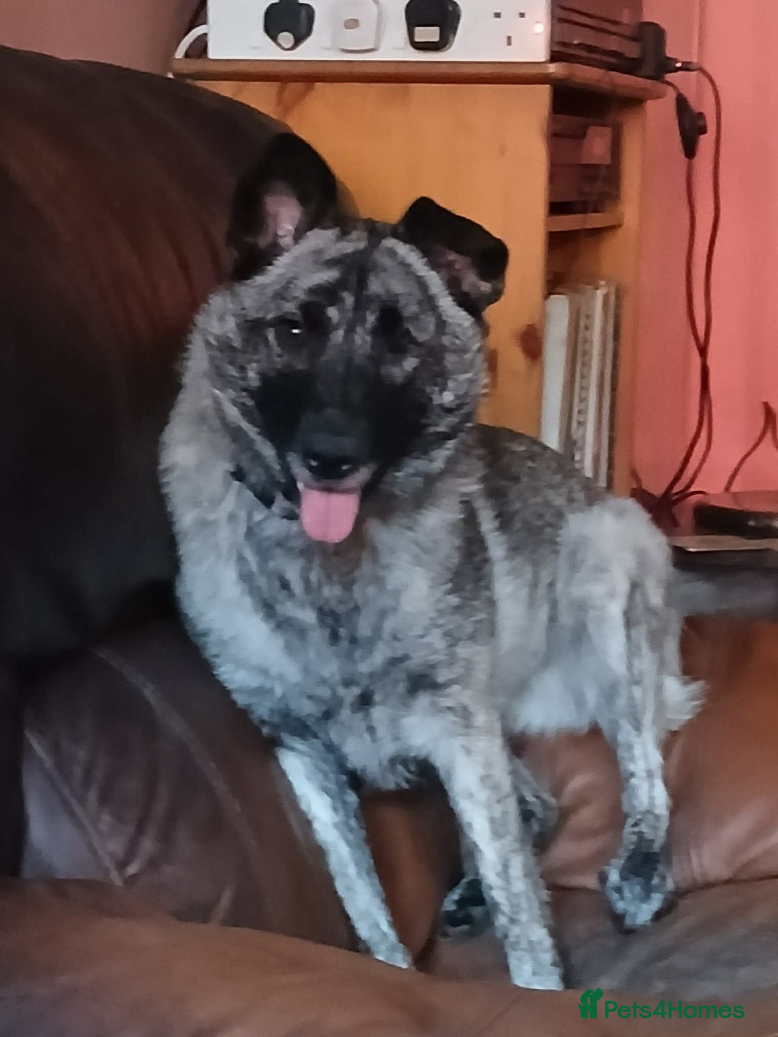 Mixed Breed dogs Medium, F, loves people & dogs, great character! - Advert 16