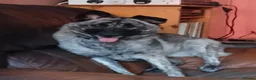 Mixed Breed dogs for adoption: DAFFI/v sweet girl/ adores dogs/big personality in Nottingham - Advert 19