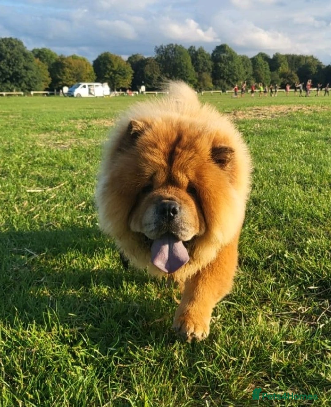 Chow Chow dogs for sale: Tyson - Advert 1