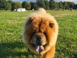 Chow Chow dogs for sale: Tyson - Advert 1