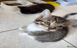 British Shorthair cats for sale: Kittens  - Image 3
