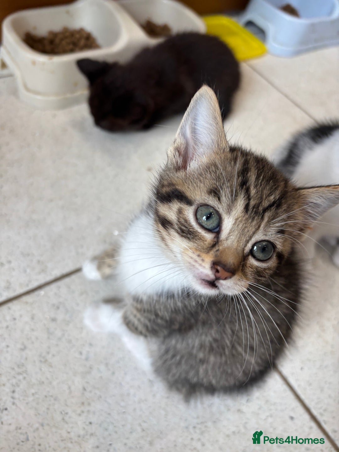 British Shorthair cats for sale: Kittens  - Image 3
