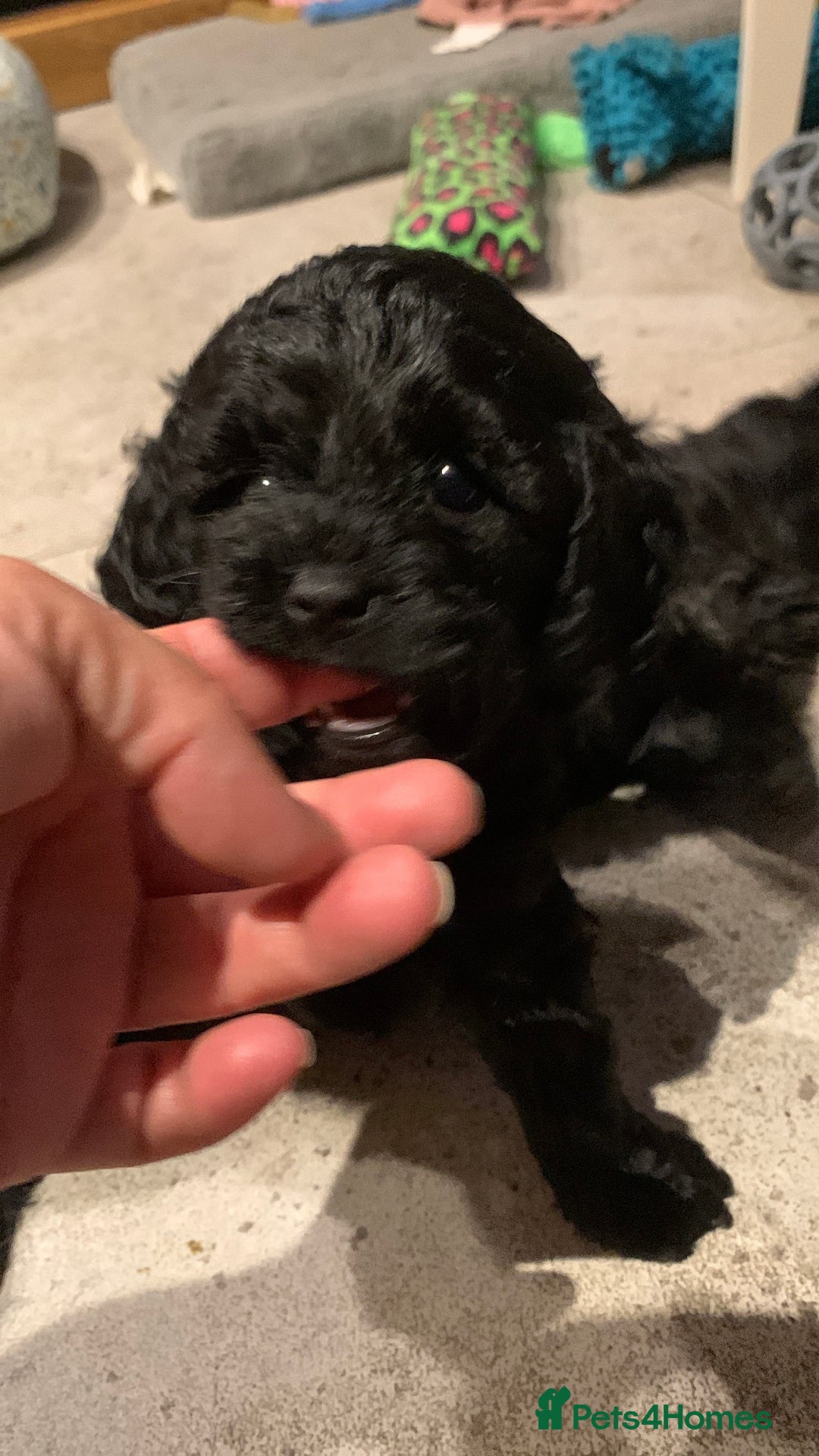Cavapoo dogs for sale: Stunning premium F1 Cavapoo babies 🥰 - Image 26