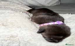Mixed Breed dogs for sale: Cane corso mix Akita  - Image 20