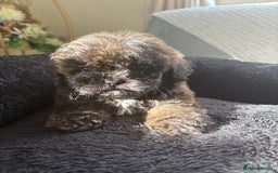 Shihpoo dogs for sale: Shih Tzu X poodle X Shihpoo - Image 22