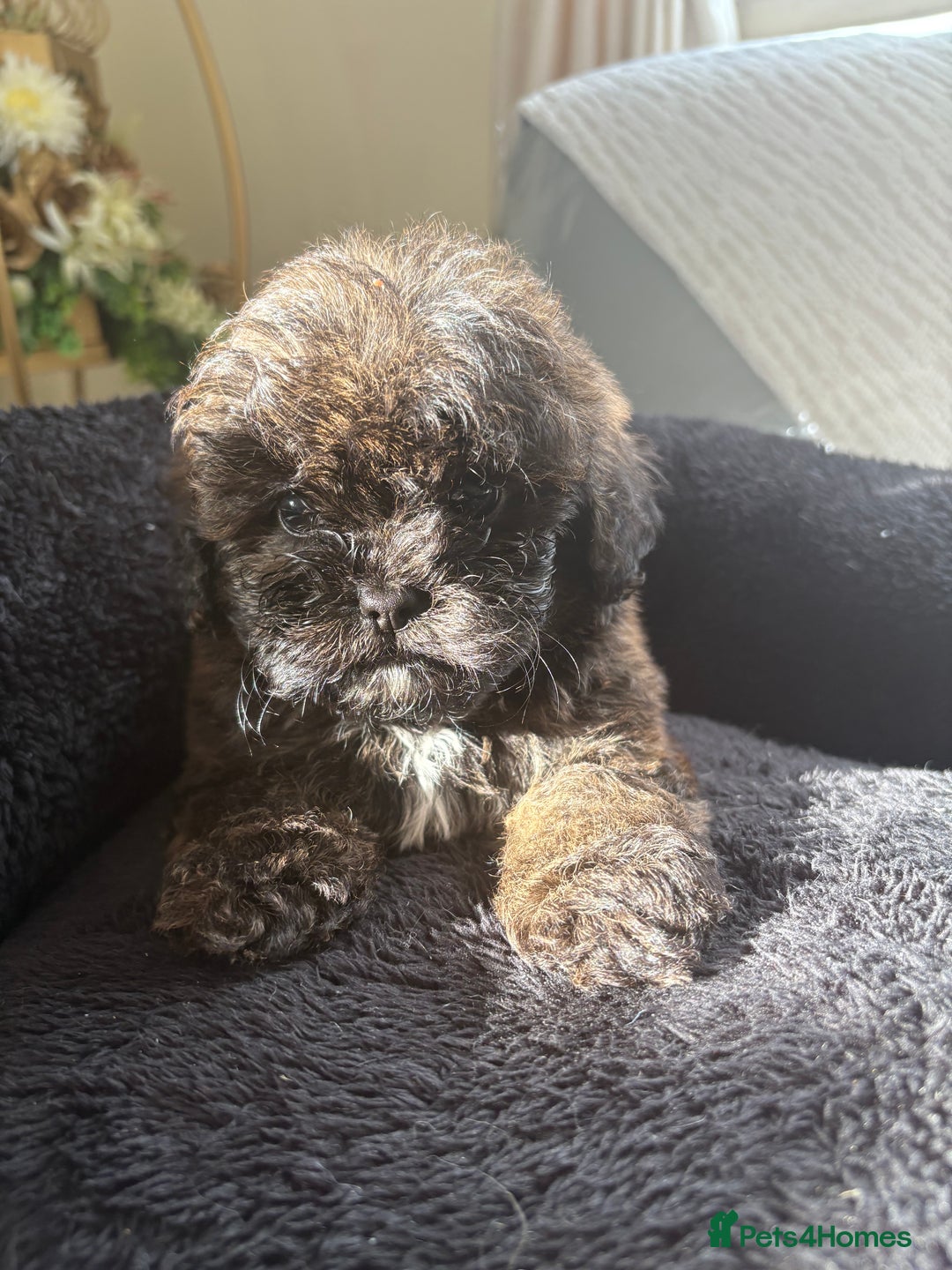 Shihpoo dogs for sale: Shih Tzu X poodle X Shihpoo - Image 22